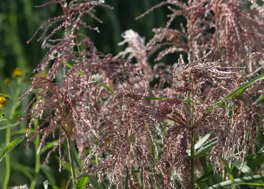 Garten-Chinaschilf 'Zwergelefant'