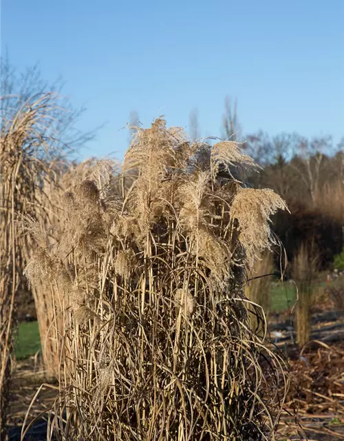 Garten-Chinaschilf 'Zwergelefant'