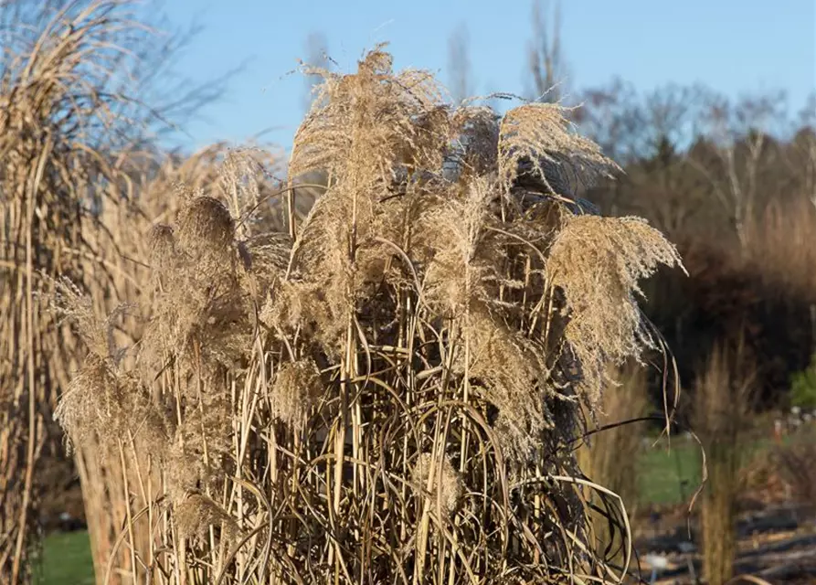 Garten-Chinaschilf 'Zwergelefant'