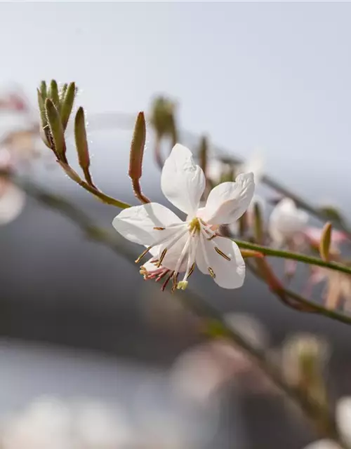 Gaura lindheimerii, weiß