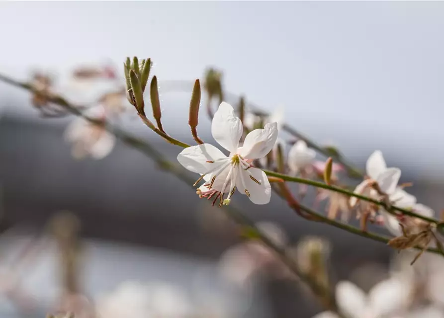 Gaura lindheimerii, weiß