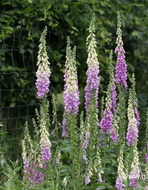 Garten-Fingerhut 'Gloxiniaeflora'