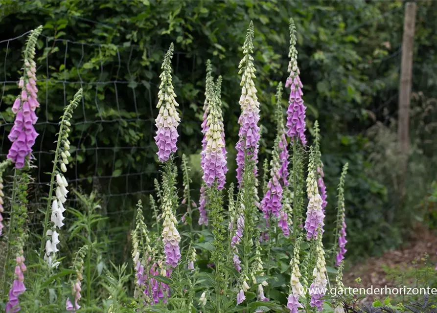 Garten-Fingerhut 'Gloxiniaeflora'