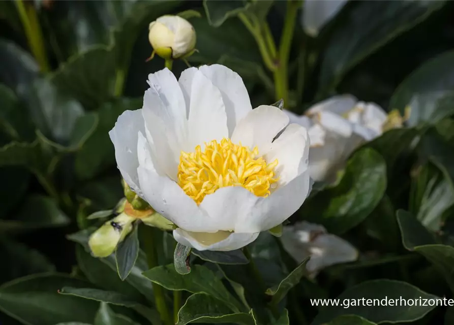 Garten-Pfingstrose 'Jan van Leeuwen'