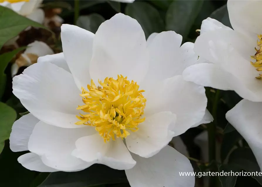 Garten-Pfingstrose 'Jan van Leeuwen'