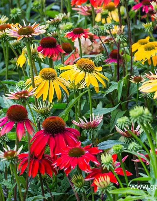 Garten-Scheinsonnenhut 'Cheyenne Spirit'