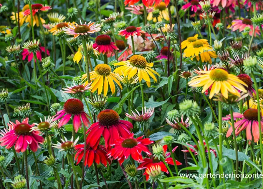 Garten-Scheinsonnenhut 'Cheyenne Spirit'