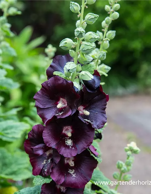 Garten-Stockrose 'Nigra'