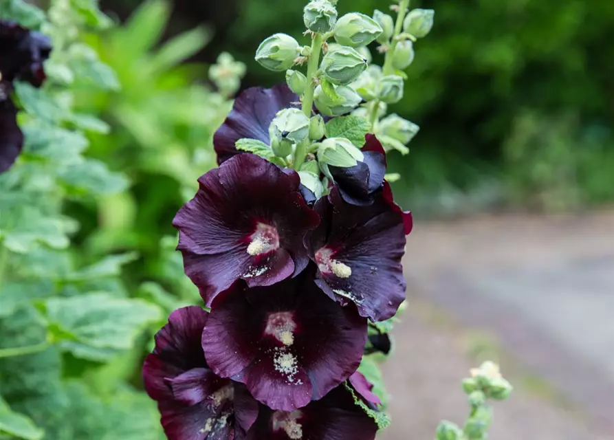 Garten-Stockrose 'Nigra'