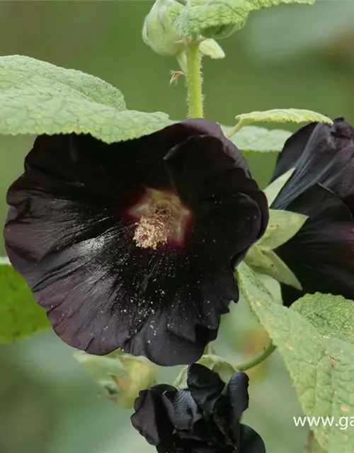 Garten-Stockrose 'Nigra'