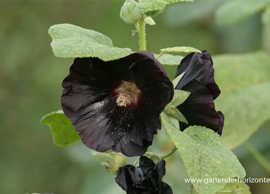 Garten-Stockrose 'Nigra'