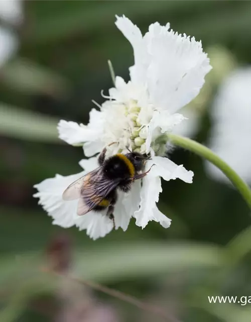 Große Garten-Skabiose 'Perfecta Alba'