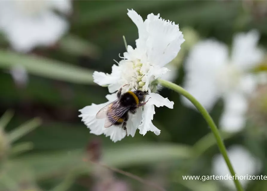 Große Garten-Skabiose 'Perfecta Alba'