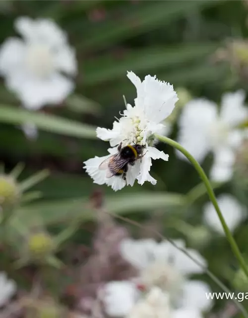 Große Garten-Skabiose 'Perfecta Alba'