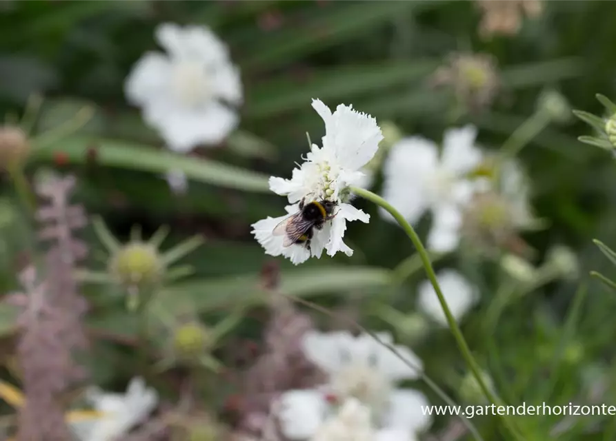 Große Garten-Skabiose 'Perfecta Alba'