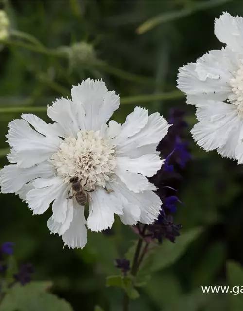 Große Garten-Skabiose 'Perfecta Alba'