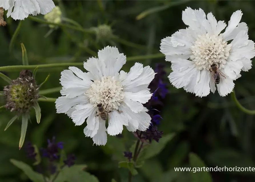 Große Garten-Skabiose 'Perfecta Alba'