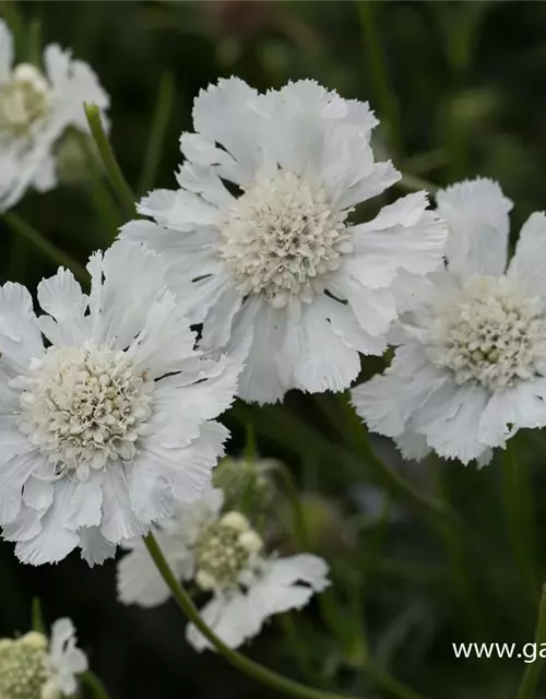 Große Garten-Skabiose 'Perfecta Alba'