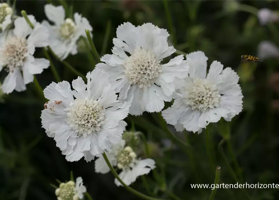 Große Garten-Skabiose 'Perfecta Alba'