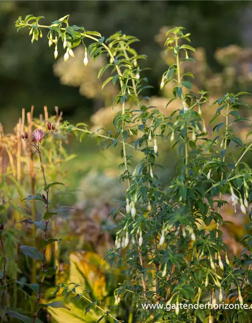 Garten-Fuchsie