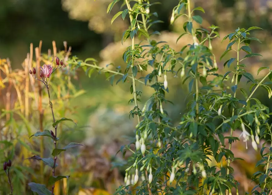 Garten-Fuchsie