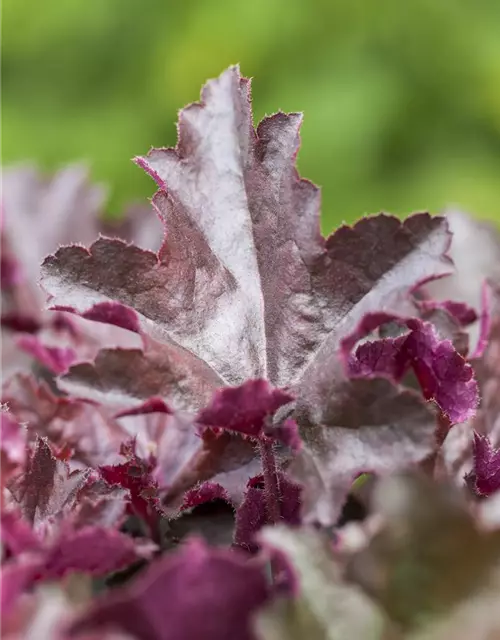 Heuchera x cult.'Chocolate Ruffles' -R-