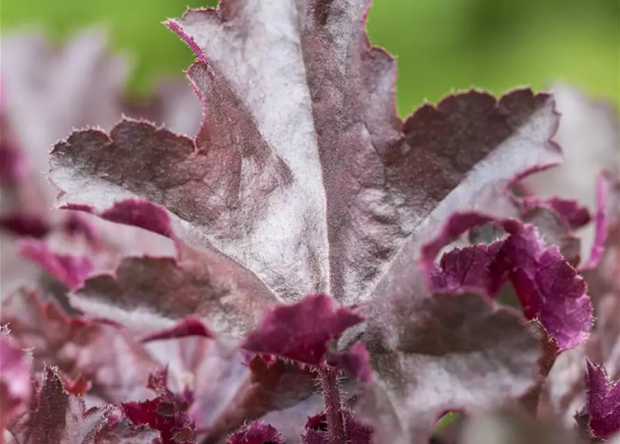 Heuchera x cult.'Chocolate Ruffles' -R-