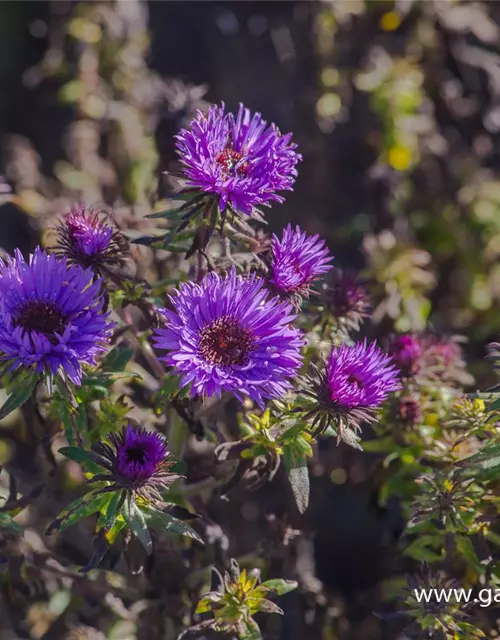 Garten-Raublatt-Aster 'Purple Dome'