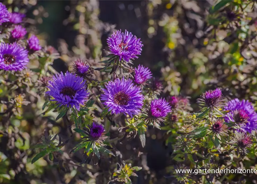 Garten-Raublatt-Aster 'Purple Dome'