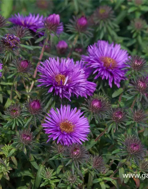 Garten-Raublatt-Aster 'Purple Dome'