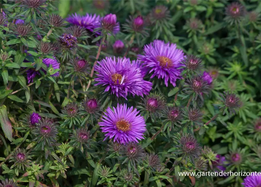 Garten-Raublatt-Aster 'Purple Dome'