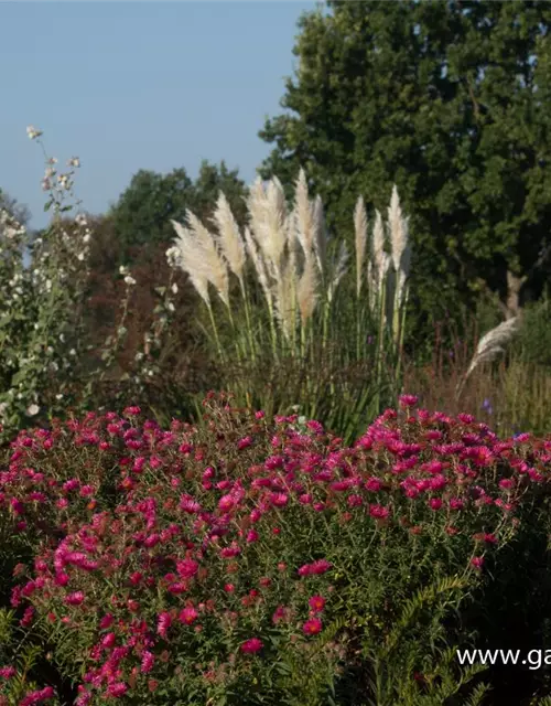 Garten-Raublatt-Aster 'Alma Pötschke'