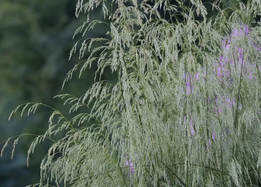 Garten-Schmiele 'Goldschleier'