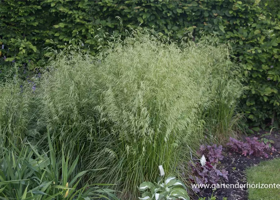 Garten-Schmiele 'Goldschleier'