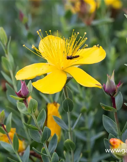 Hypericum polyphyllum 'Grandiflorum'