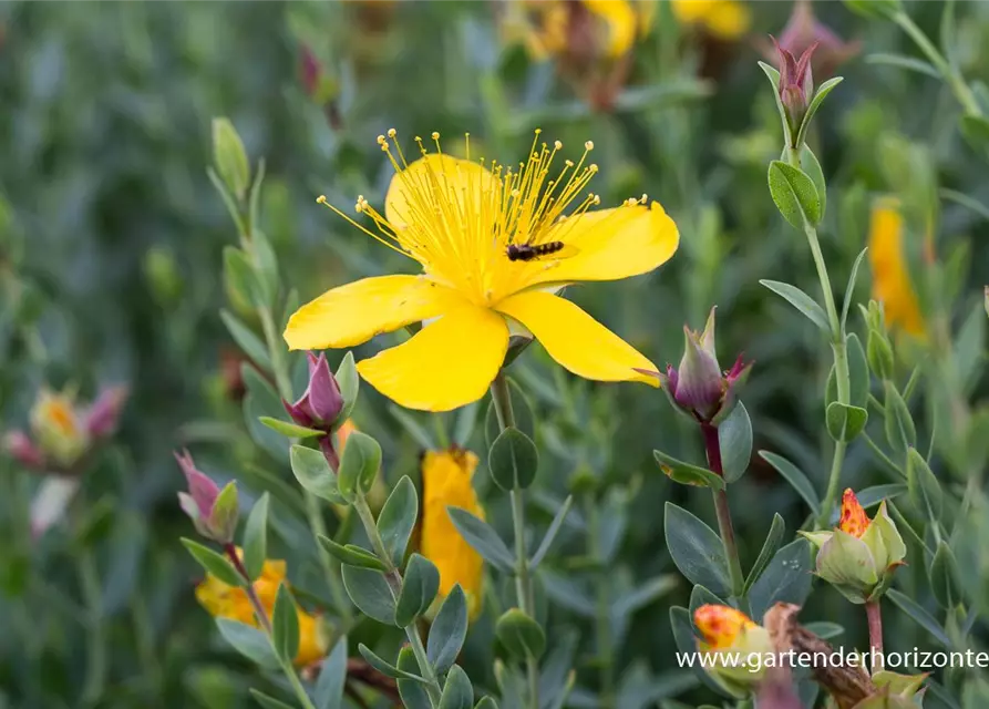 Hypericum polyphyllum 'Grandiflorum'