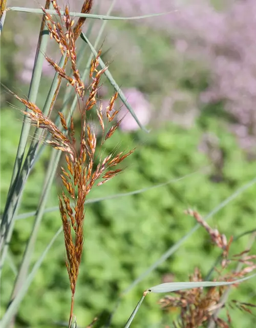 Garten-Indianergras 'Indian Steel'