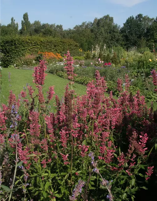 Garten-Duftnessel 'Red Fortune'