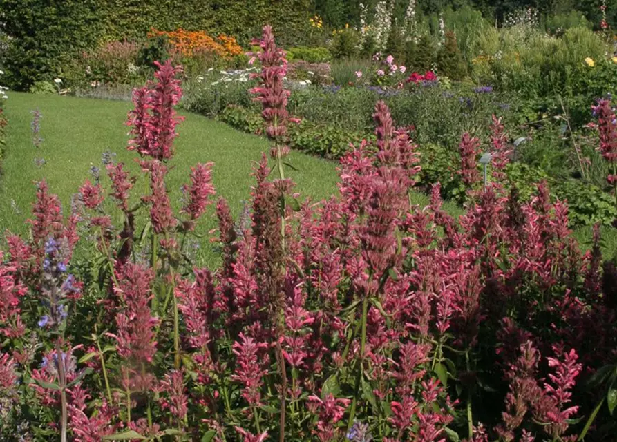 Garten-Duftnessel 'Red Fortune'