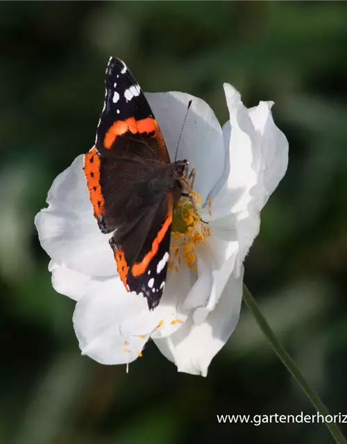 Garten-Herbst-Anemone 'Honorine Jobert'