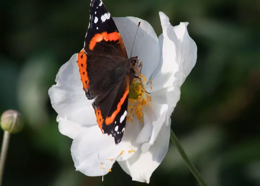 Garten-Herbst-Anemone 'Honorine Jobert'