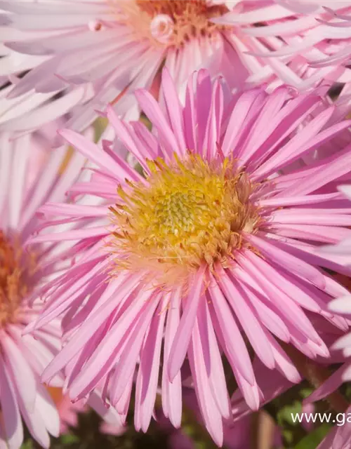 Garten-Raublatt-Aster 'Rosa Sieger'