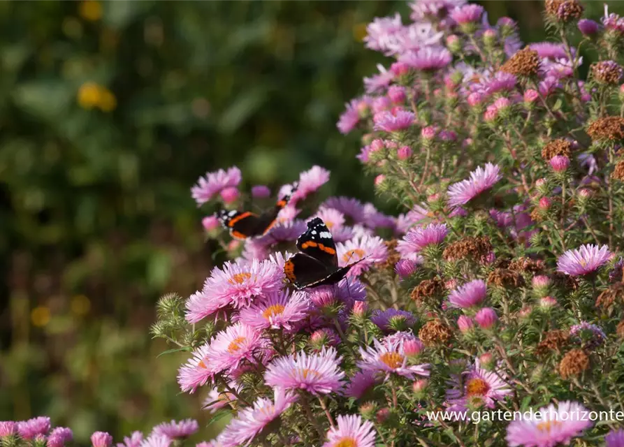 Garten-Raublatt-Aster 'Rosa Sieger'