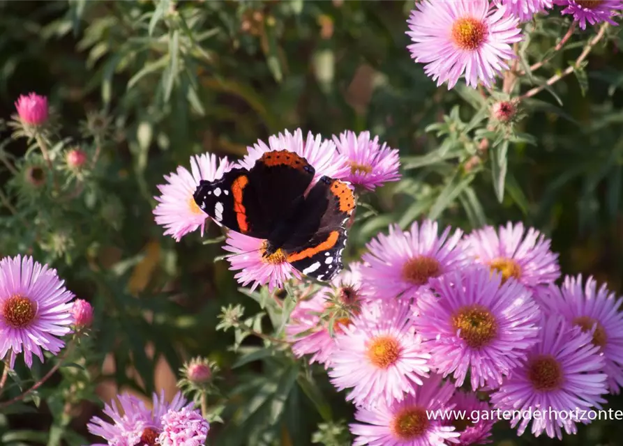 Garten-Raublatt-Aster 'Rosa Sieger'