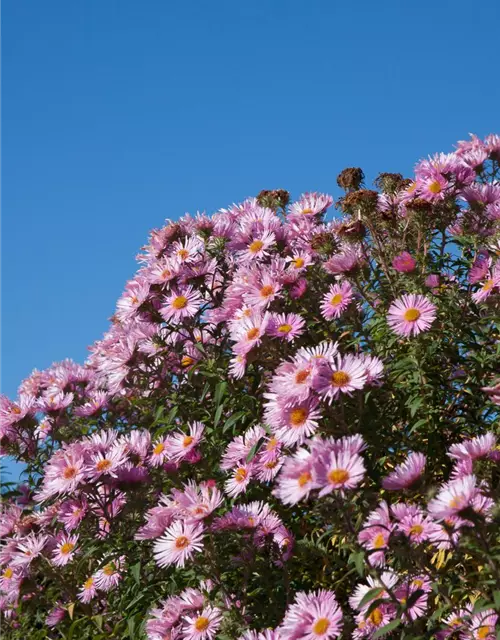 Garten-Raublatt-Aster 'Rosa Sieger'