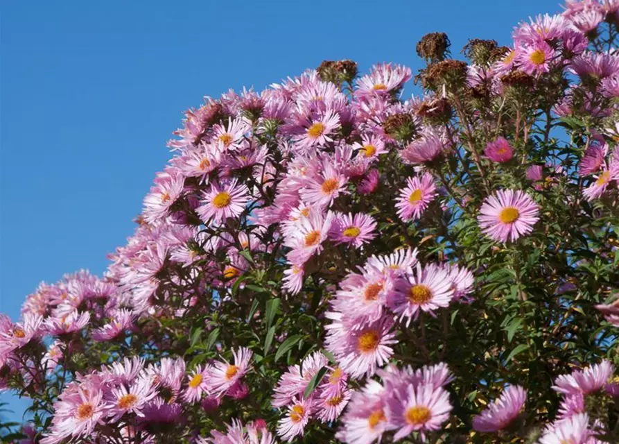 Garten-Raublatt-Aster 'Rosa Sieger'