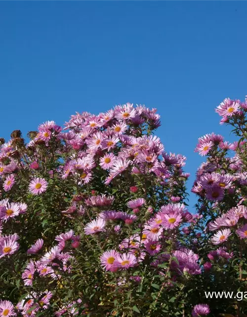 Garten-Raublatt-Aster 'Rosa Sieger'