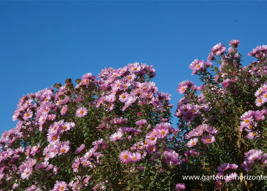 Garten-Raublatt-Aster 'Rosa Sieger'