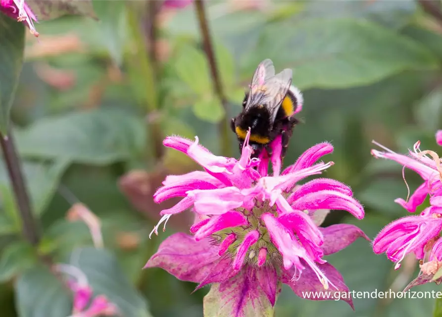 Garten-Indianernessel 'Marshall´s Delight'