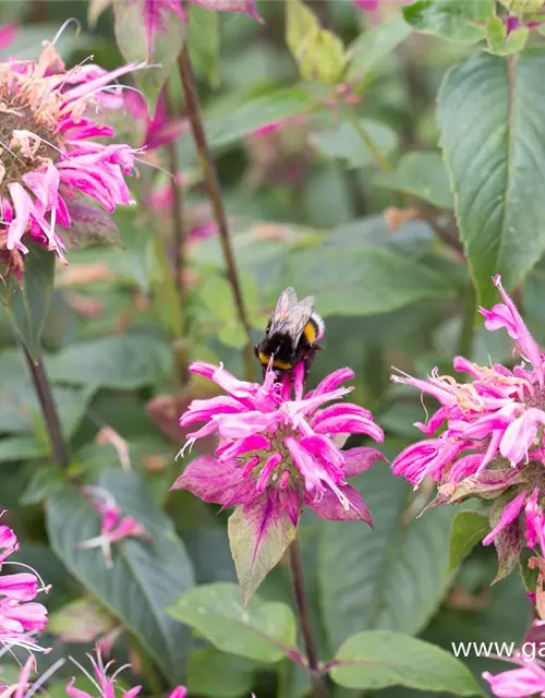 Garten-Indianernessel 'Marshall´s Delight'